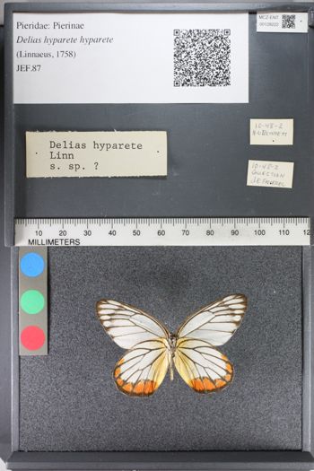 Media type: image;   Entomology 128222